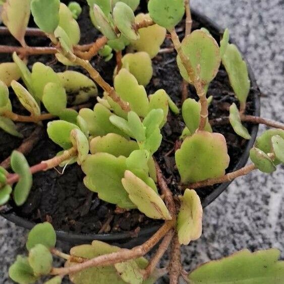 Kalanchoe fedtschenkoi Cvet