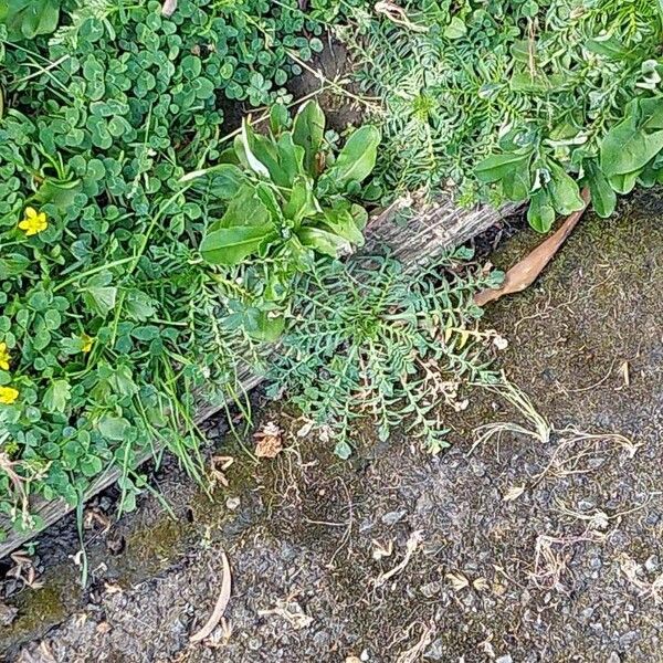 Lepidium coronopus Blad