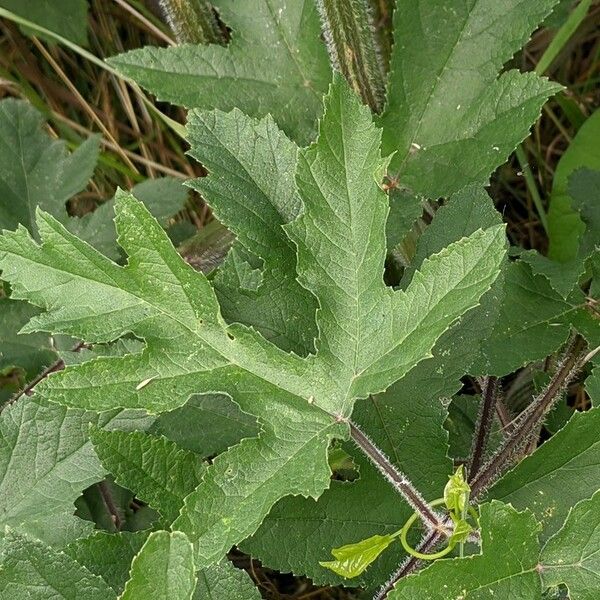 Heracleum sphondylium Deilen