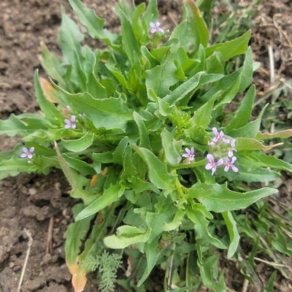 Chorispora tenella Folla