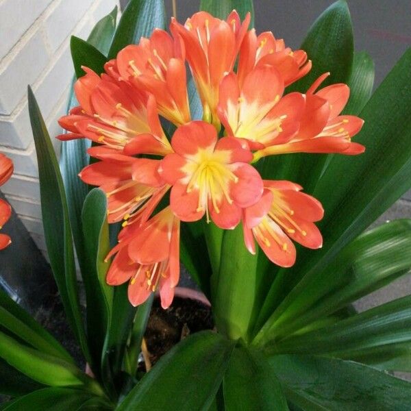 Clivia miniata Flower