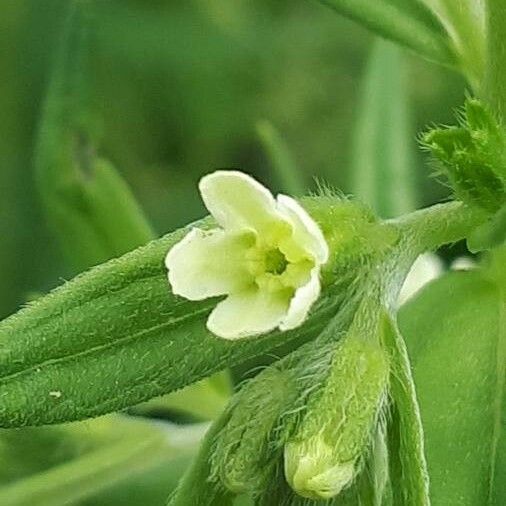 Lithospermum officinale Blüte