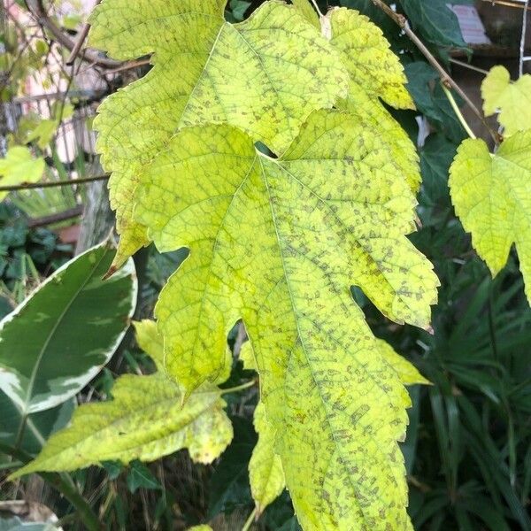 Vitis aestivalis Leaf