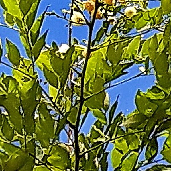 Leucaena trichodes Hostoa