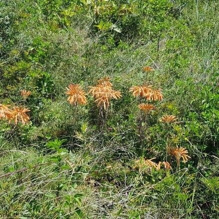 Oxera coriacea ᱵᱟᱦᱟ