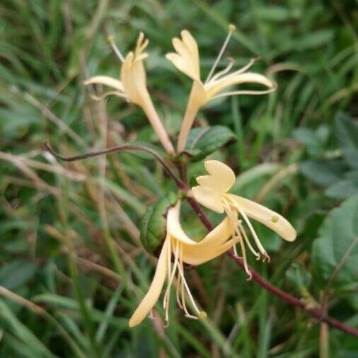 Lonicera periclymenum Blüte