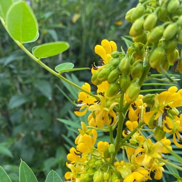 Senna marilandica Λουλούδι