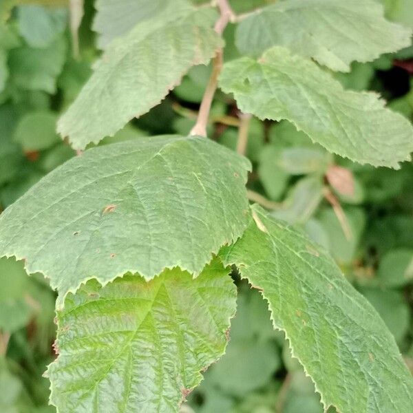 Corylus cornuta ഇല