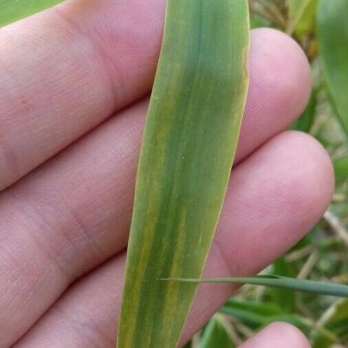 Fargesia robusta Leaf