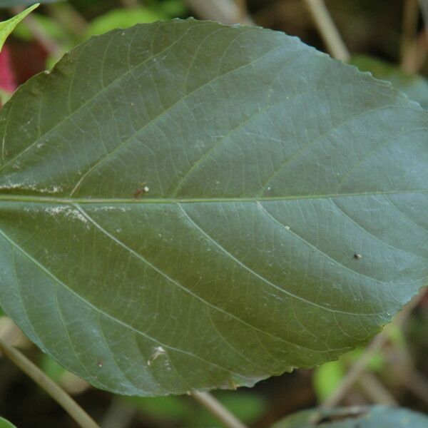 Acalypha hispida 葉