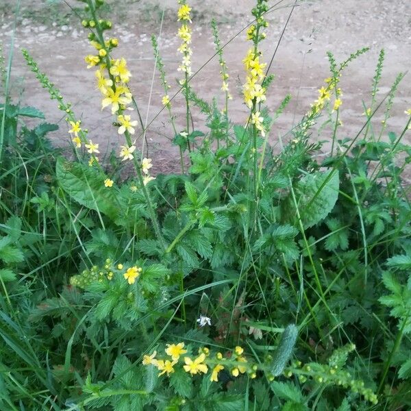 Agrimonia eupatoria عادت داشتن