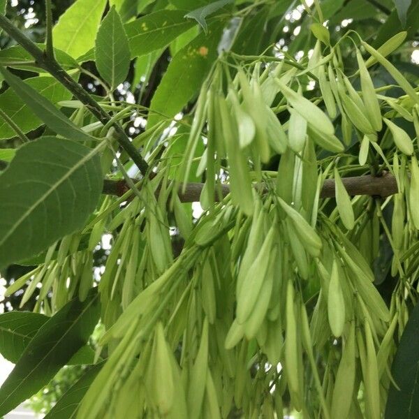 Fraxinus excelsior Annet