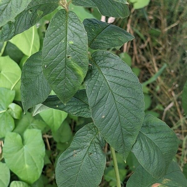 Lysimachia vulgaris Leaf