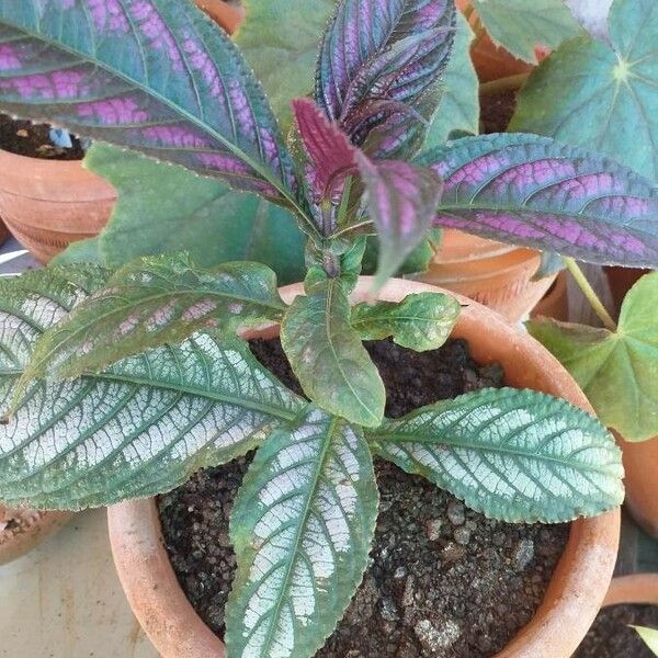 Strobilanthes auriculata Leaf