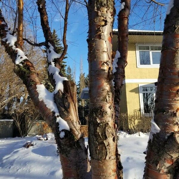 Betula nigra Cortiza