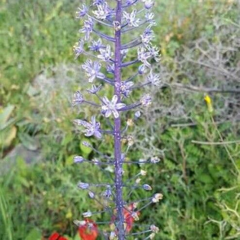 Scilla hyacinthoides 花