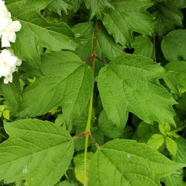 Viburnum sargentii Liść