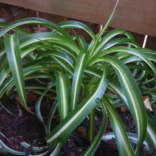 Chlorophytum capense 葉