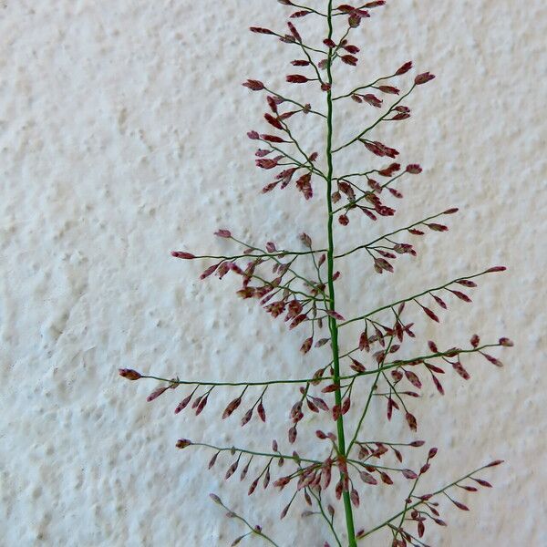 Eragrostis tenella Flower