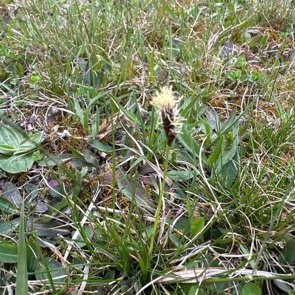 Carex caryophyllea Цветок