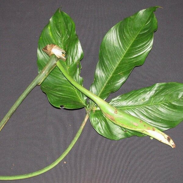 Philodendron tripartitum Egyéb