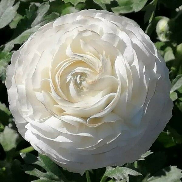 Ranunculus asiaticus 花