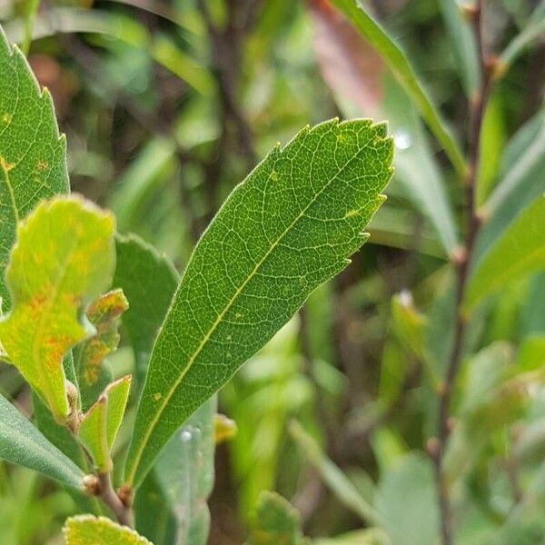 Myrica gale Folla