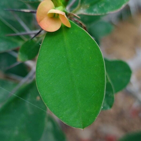 Euphorbia milii Leaf