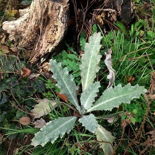 Onopordum acanthium Ліст