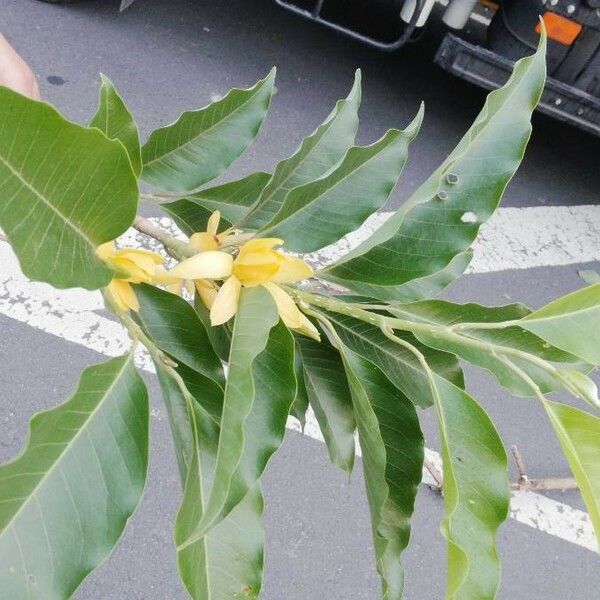 Magnolia champaca Blüte