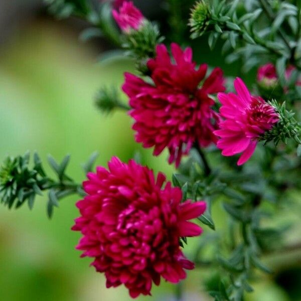 Callistephus chinensis Flor