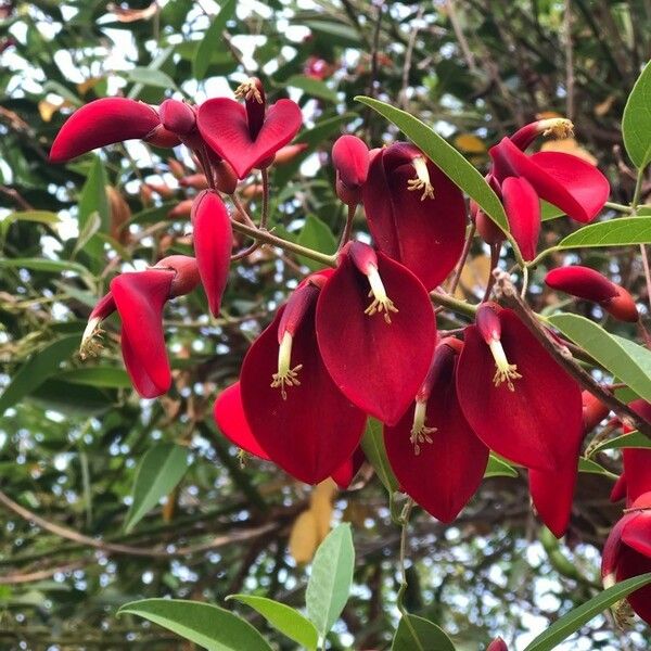 Erythrina crista-galli Floare