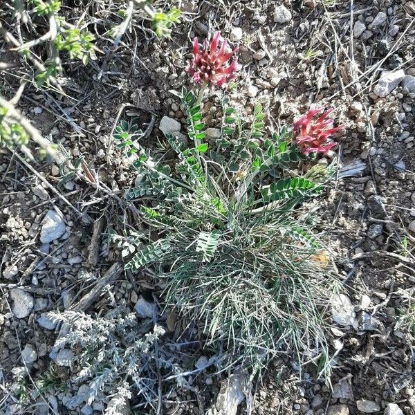 Astragalus incanus Λουλούδι