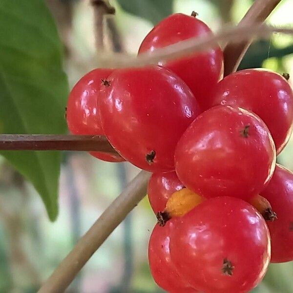 Dioscorea communis Fruit