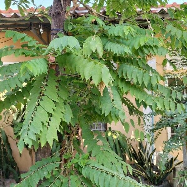 Phyllanthus acidus Leaf