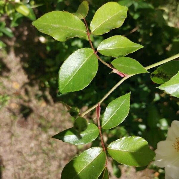 Rosa sempervirens Leaf