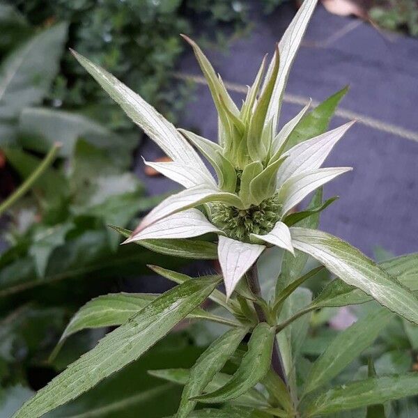 Monarda punctata Flower