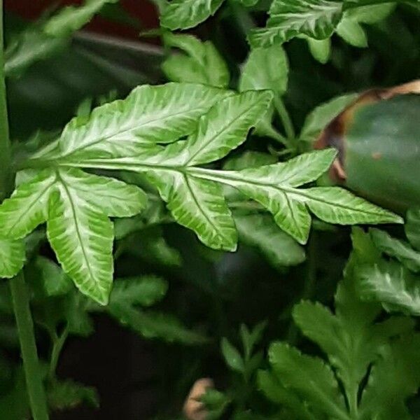 Pteris ensiformis Leaf