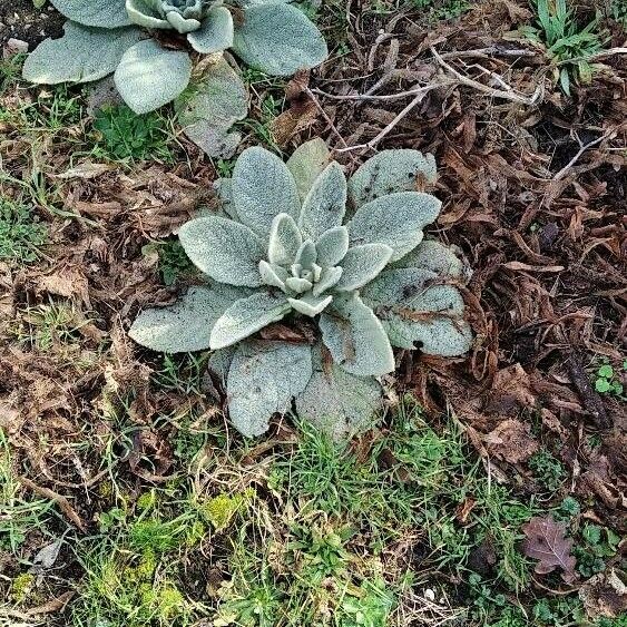 Verbascum boerhavii Листок