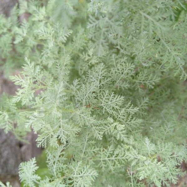 Artemisia pontica List