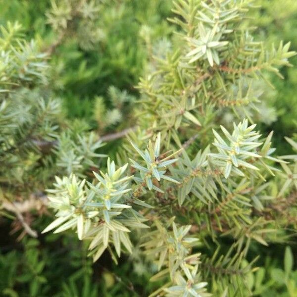 Juniperus macrocarpa Цветок