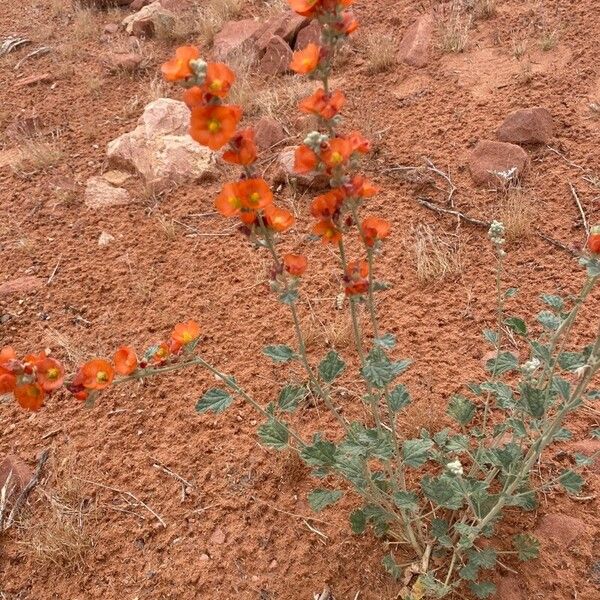 Sphaeralcea parvifolia Цвят