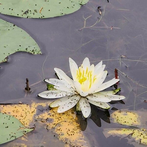 Nymphaea odorata Flower