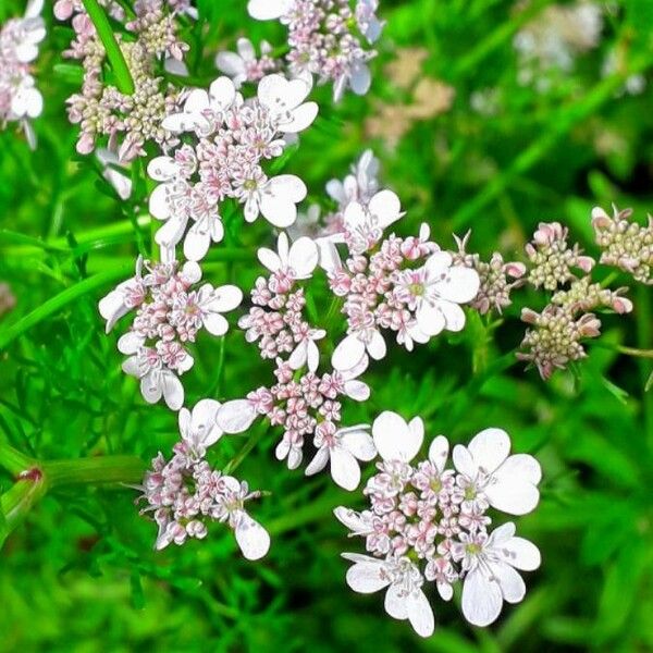 Coriandrum sativum Floare