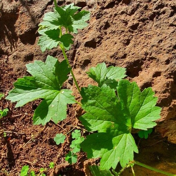 Pelargonium glechomoides Lehti