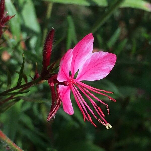 Gaura lindheimeri Flower