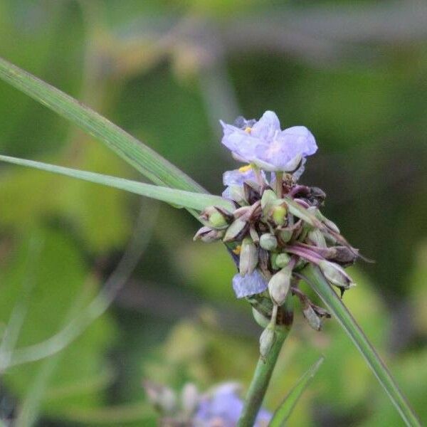 Tradescantia ohiensis Flower