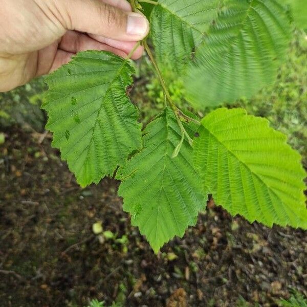 Alnus incana Лист