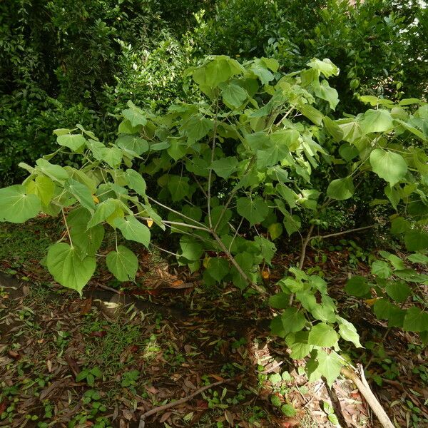 Abutilon hirtum Natur