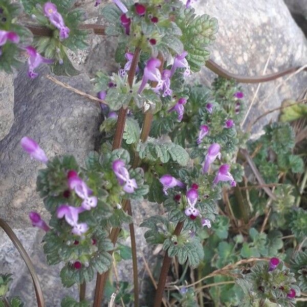 Lamium amplexicaule Flower